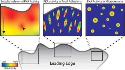 Protein Kinase A in cellular migration—Niche signaling of a ubiquitous kinase